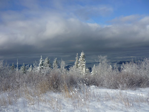Winter at the site